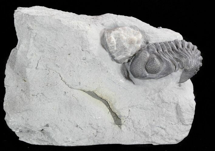 Folded Eldredgeops Trilobite In Matrix - New York #47121